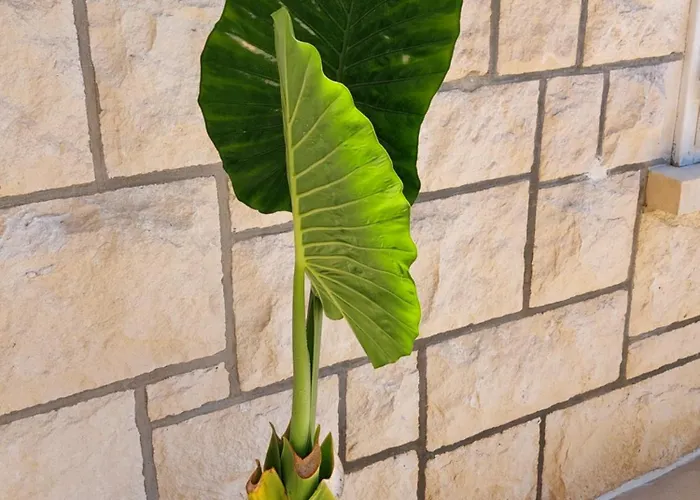 Luka Gasthuis Hvar Town