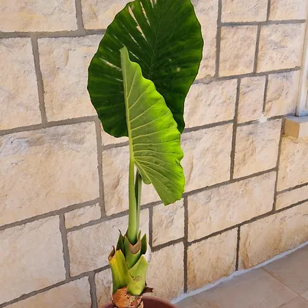 Luka Maison d'hôtes Hvar Town